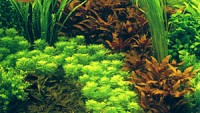 Akvariumo augalai